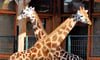 Die Giraffen gehören zu den Publikumslieblingen  im Magdeburger Zoo.
