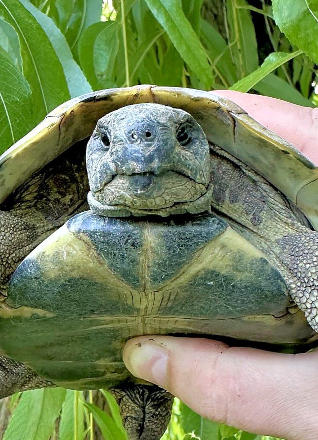 Die gefundene Schildkröte.
