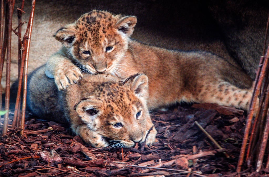 Kleine Löwenkinder.