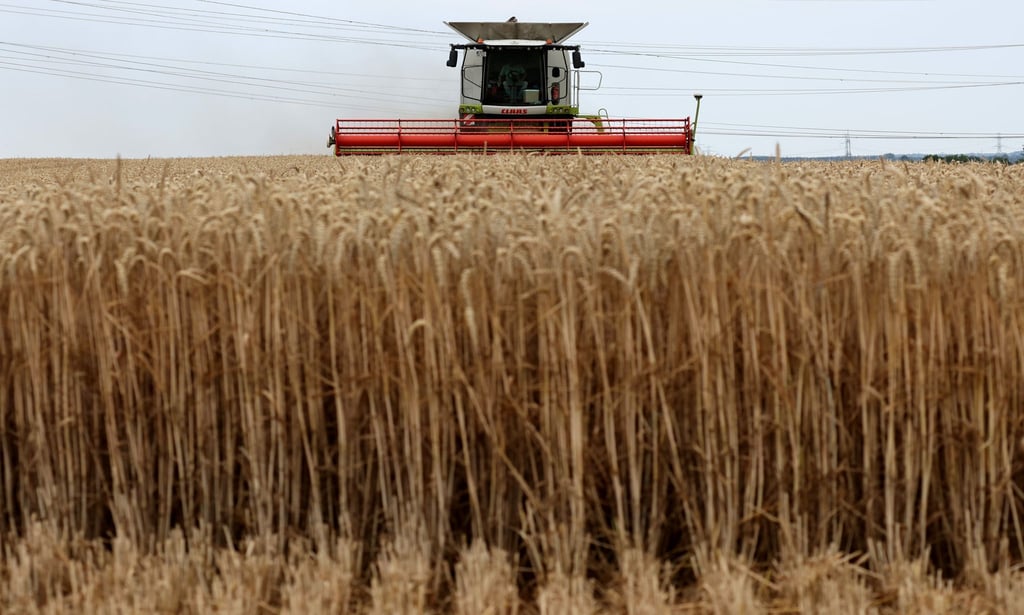 Auf einem Feld wird Winterweizen geerntet.