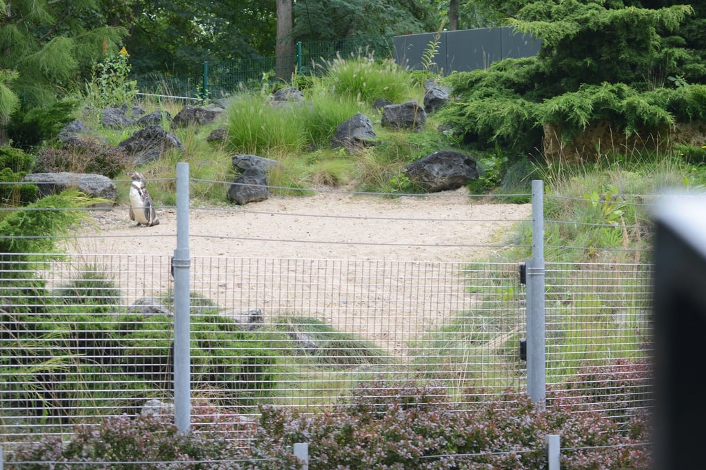 Das Pinguin-Gehege im Zoo von Rostock.