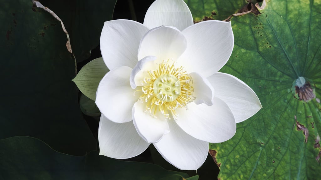 Die Lotusblume ist eine Wasserpflanze, deren Blätter flüssigkeitsabweisend sind.