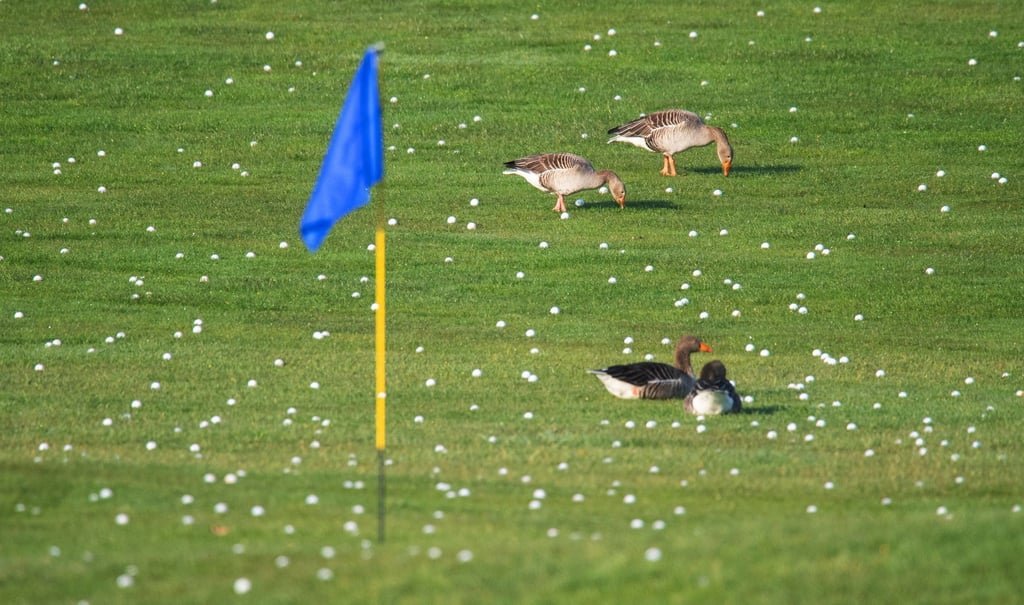 Viele Golfbälle liegen auf einem Golfplatz.