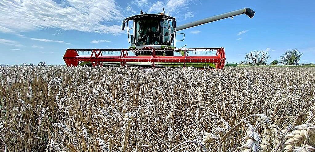 Ein typisches Erntebild im Spätsommer: Das Korn steht hoch und hat die nötige Reife. Im Hintergrund fährt der Mähdrescher durch das Feld. Jetzt haben die Landwirte Hochsaison.
