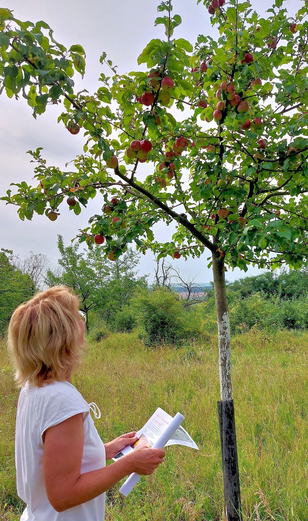 Roswitha Hutfilz von der Abteilung Grünanlagen der Stadtverwaltung Halberstadt, freut sich, dass der Halberstädter Jungfernapfel mittlerweile teils sehr viele Früchte tragen.