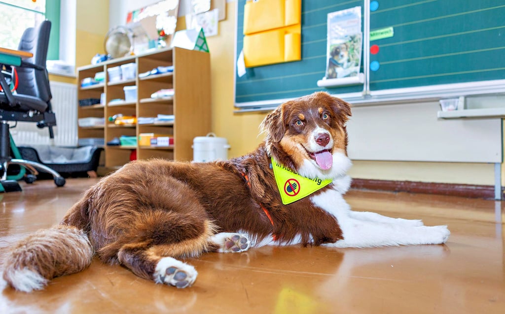 Der Hund Ronja gehört zur Tier gestützten Pädagogik in der Zeitzer Grundschule Stadtmitte. Er begleitet die zweite Klasse.