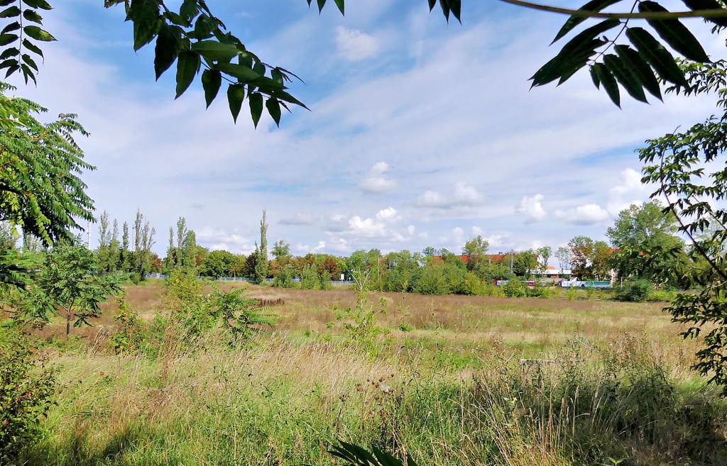 Das alte Stadion von Imo Merseburg an der B91 ist unter all dem Unkraut kaum noch zu erkennen. Bald könnten hier Häuser wachsen.