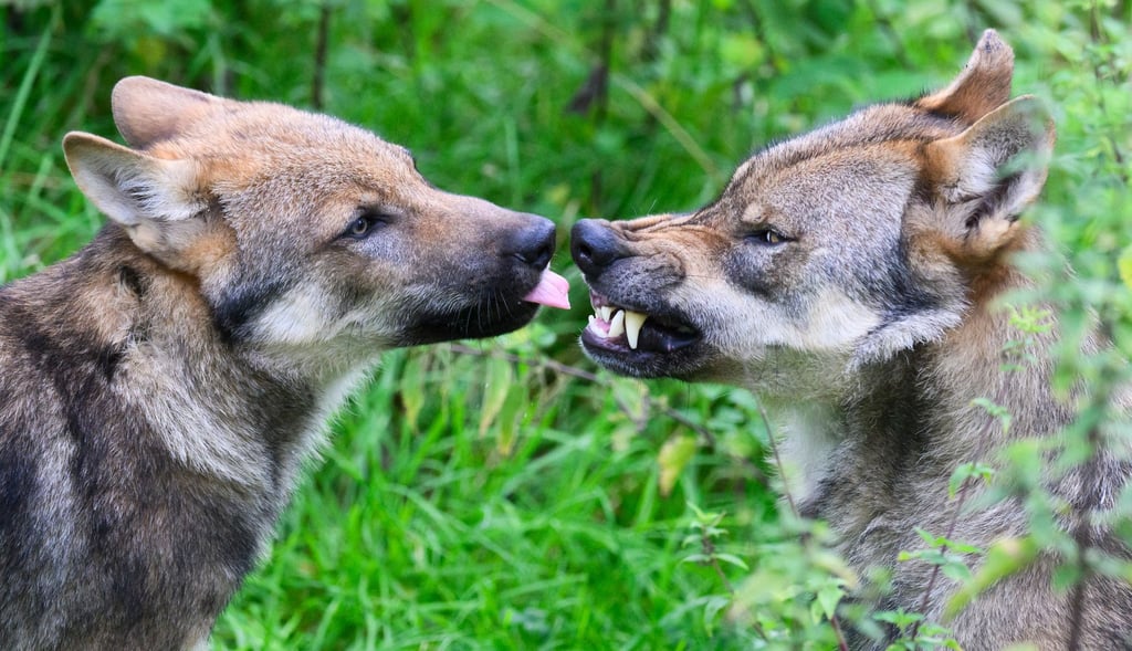 Ein junger Wolf (l) steht mit einem Elternteil im Gehege im Wisentgehege Springe.