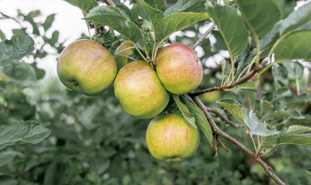 Äpfel hängen an einem Baum in einer Apfelplantage.