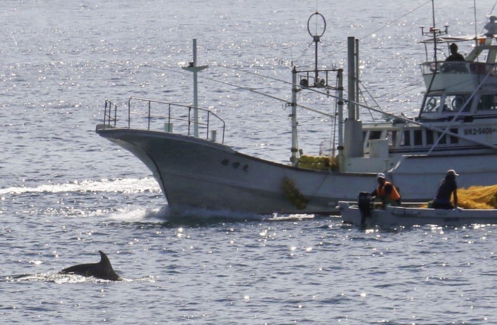 In den Gewässern vor Taiji findet am 01.09.2020 die erste Treibjagd der Saison auf Delfine und andere Kleinwale statt.