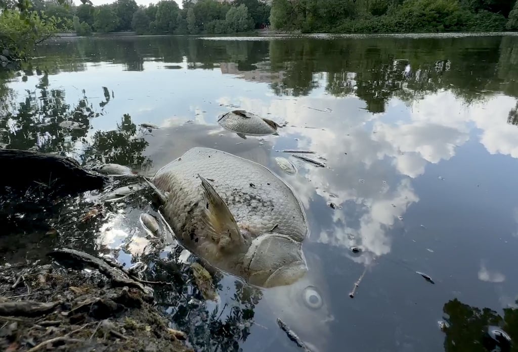 Tote Fische schwimmen in einem Gewässer. Oft ist zunächst unklar, was zum Massensterben der Fische führt.