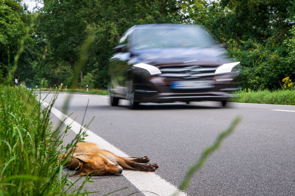Ein angefahrener junger Fuchs liegt tot am Straßenrand.