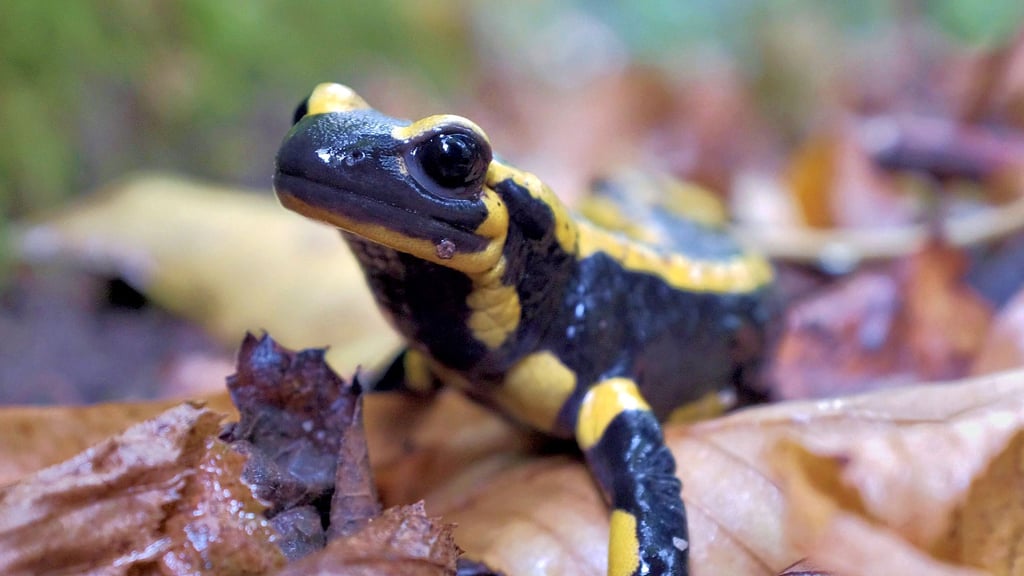 Sie lieben es feucht: Feuersalamander, die zum Höhlentier des Jahres gekürt wurden.