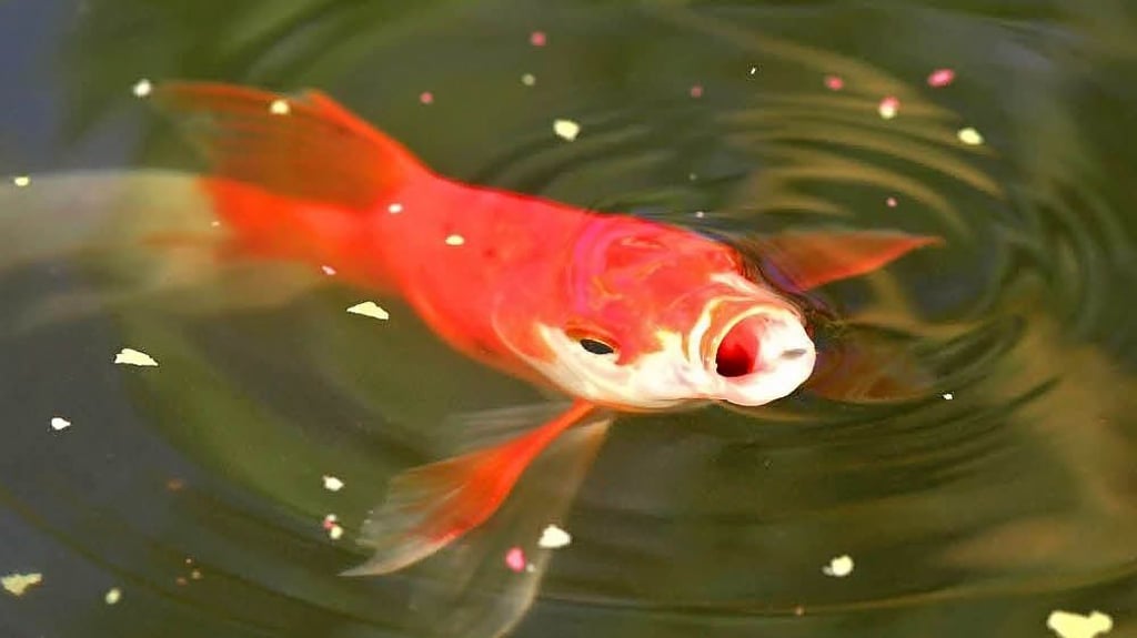 Seit dem jüngsten Heimatfest gibt es im Becken des Nachterstedter Brunnens Goldfische.
