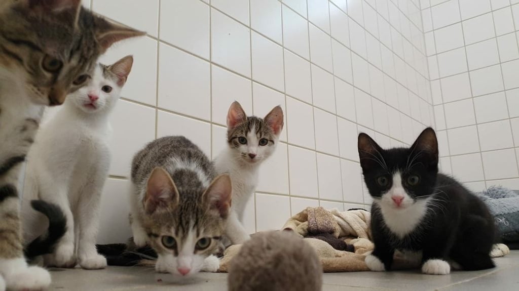 Katzen vertreiben: Tierschutzverein Stendal gibt Tipps gegen