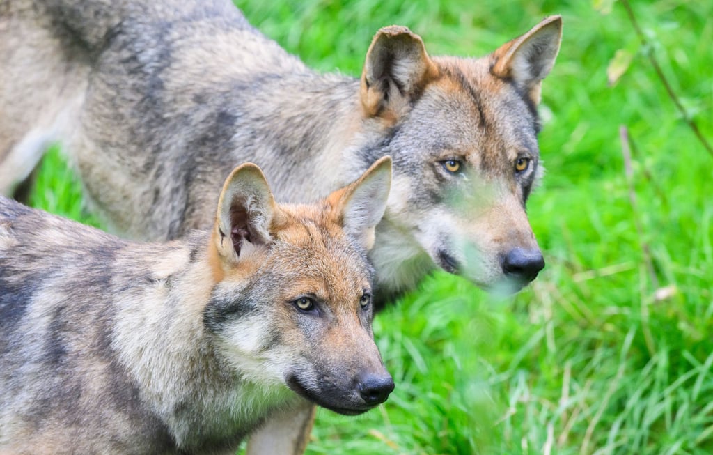 Wölfe in einem Gehege in Niedersachsen: Vor wenigen Tagen hatten frei lebende Wölfe bei einer einzigen Attacke nahe Stade 55 Schafe getötet.