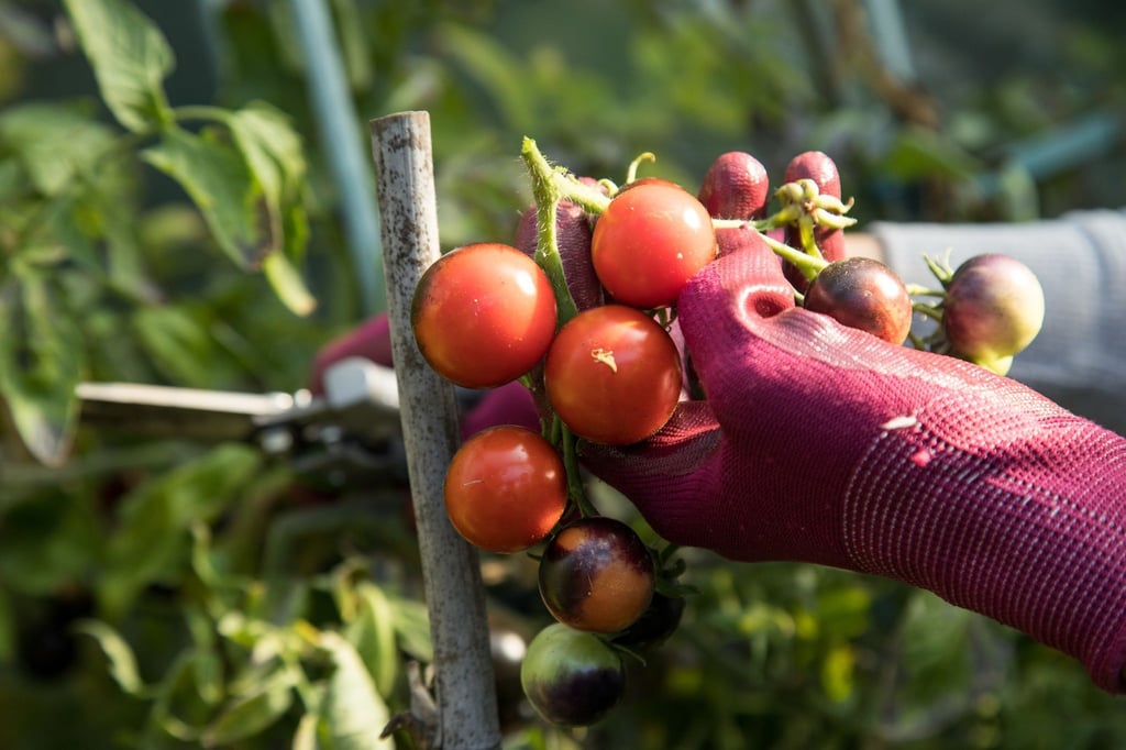 Entfernt man die späten Blüten, hat die Tomatenpflanze noch genügend Kraft, bis in den Oktober hinein neue Früchte zu produzieren.