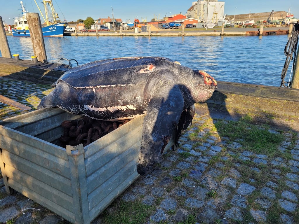 Die verendete Lederschildkröte im Hafen von Büsum.