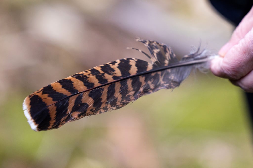 Das Auerhuhn ist vom Aussterben bedroht.