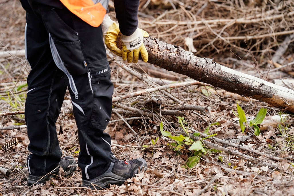 Ein Teilnehmer sammelt Holz in einem Waldstück.