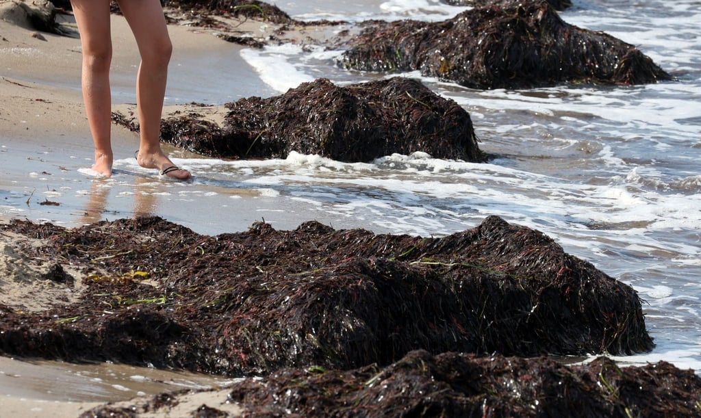 In der Ostsee wurden auch in diesem Sommer bereits Vibrionen nachgewiesen.