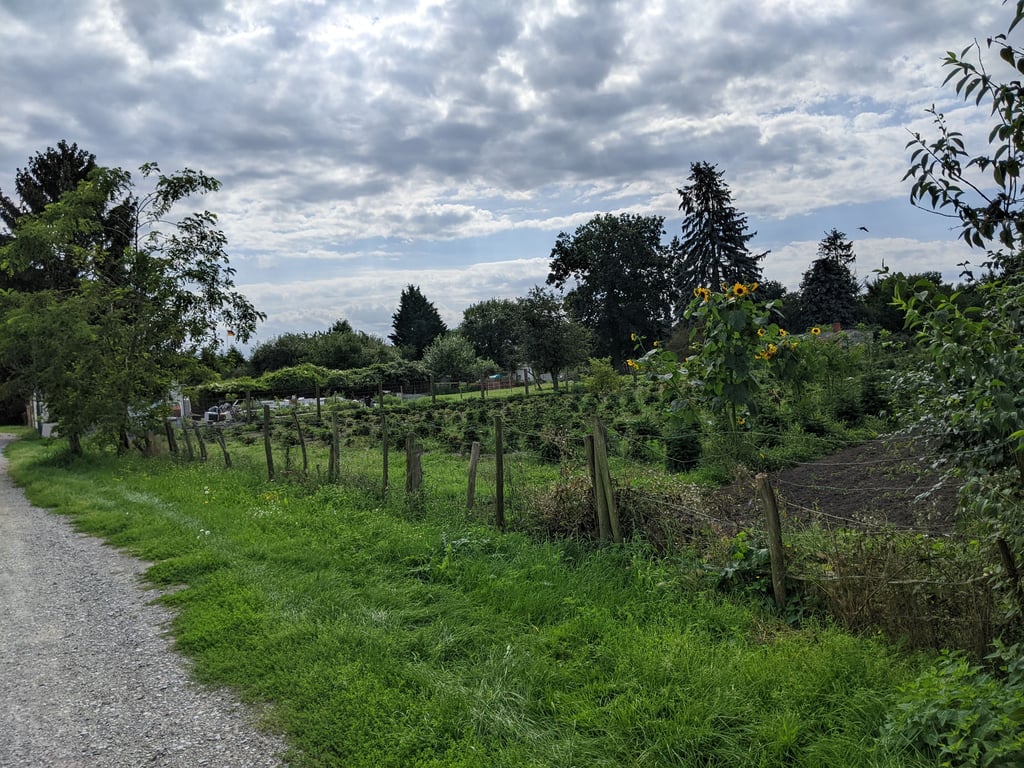 Noch ist alles Grün am Langförder Weg in Gardelegen. Bald schon könnten die Kleingärtner ihre Parzellen aber verlieren. Ein neues Wohngebiet soll entstehen.