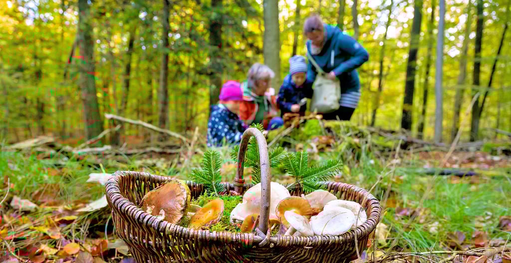 Im Herbst gehen viele Menschen auf Pilzsuche. Dagegen ist auch nichts einzuwenden, nur sollte man, bevor man die Pilze verzehren möchte, lieber einen Pilzberater fragen. Denn Unterschiede von Speisepilzen und giftigen sind für Laien nicht leicht zu erkennen.