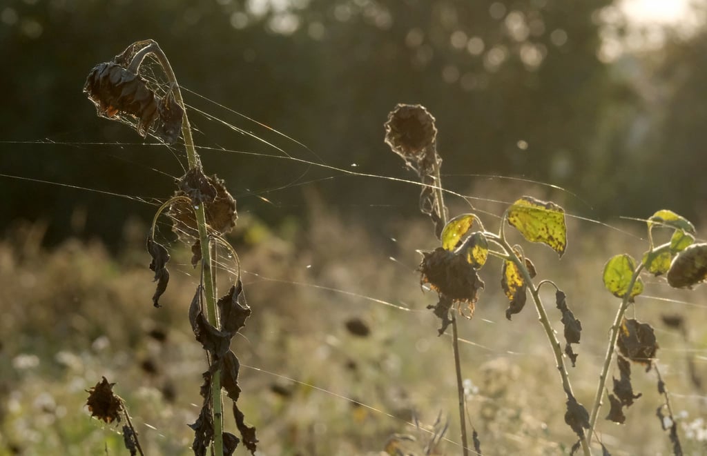 Spinnenweben haften an den vertrockneten Blüten von Sonnenblumen auf einem Feld in Nordsachsen.