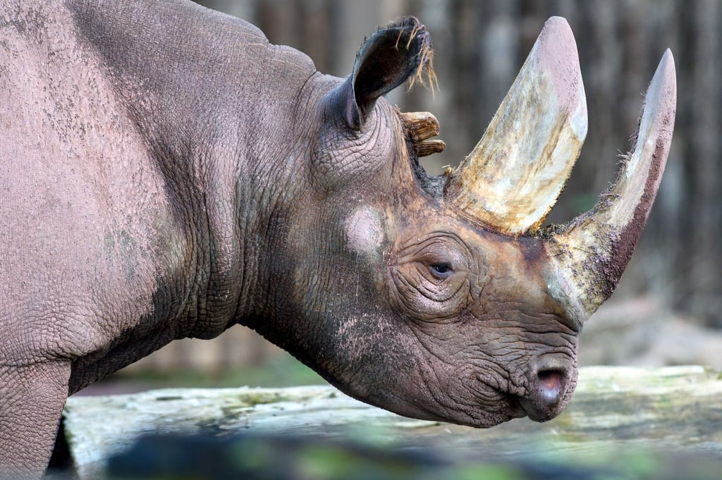Ein Spitzmaulnashorn geht im Magdeburger Zoo durch das Freigehege.