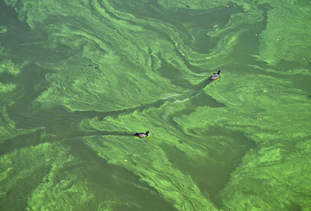 Zwei Wasservögel durchqueren den Teppich aus Blaualgen in dem von der Havel gespeisten Stößensee.