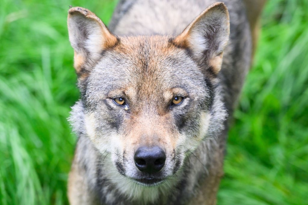 Zur Rückkehr des Wolfes gab es einen Schlagabtausch im Magdeburger Landtag.