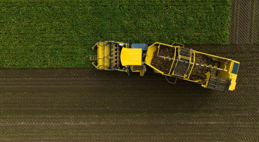 Mit einem Rübenroder werden Zuckerrüben auf einem Feld geerntet.