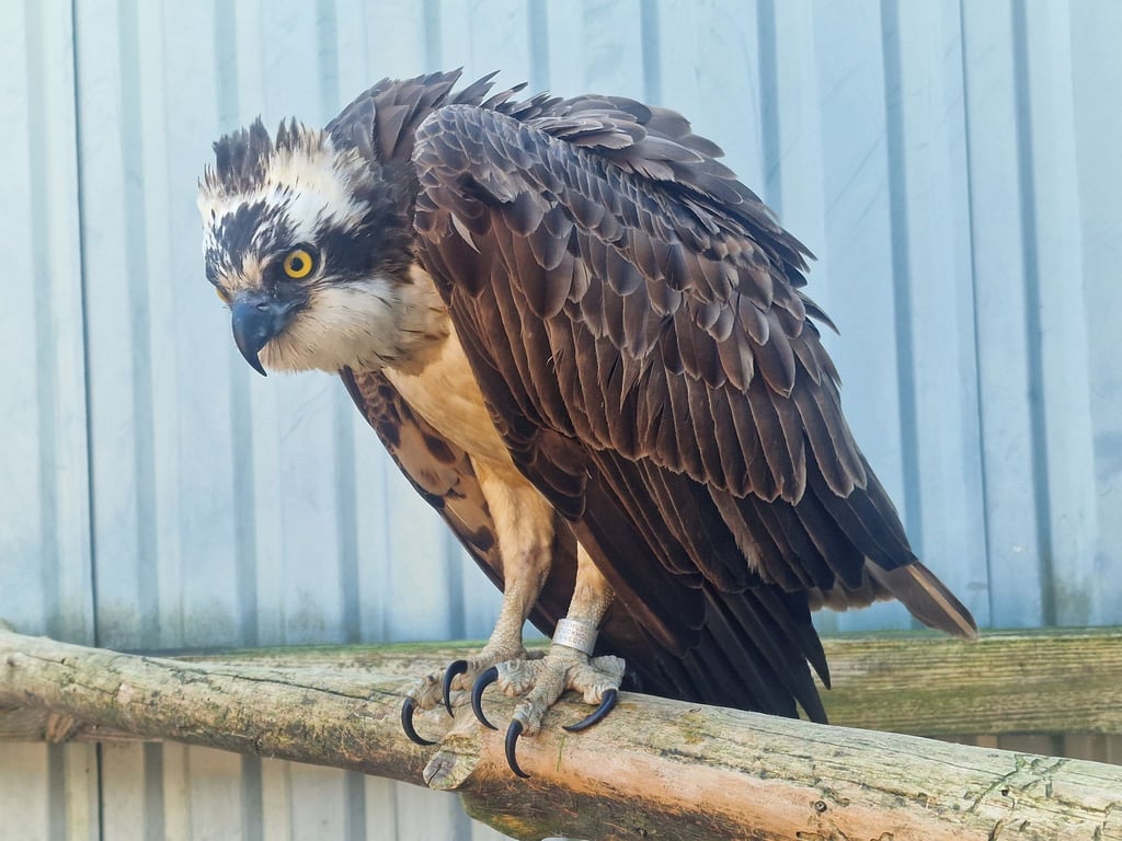 Der weit gereiste Fischadler sitzt auf einem Ast im Harzfalkenhof in Bad Sachsa.