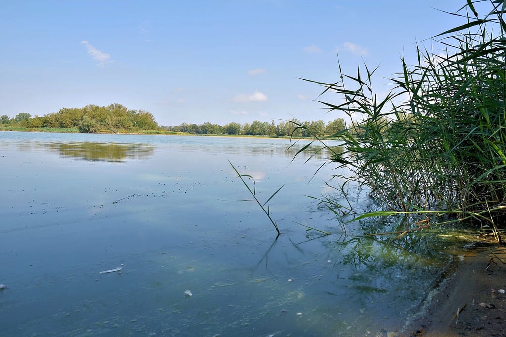 Diese Aufnahme vom August zeigt eine deutliche Blaualgenblüte im Uferbereich des Salbker See I in Magdeburg. Die Wasserqualität ist schon seit Jahren desolat.