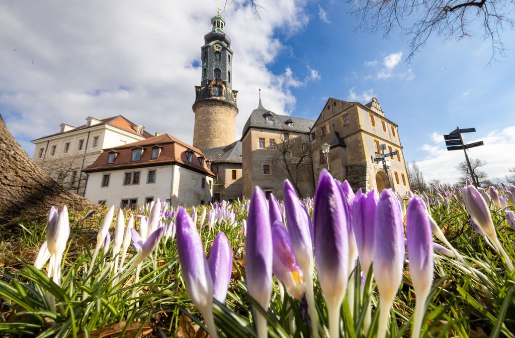 Krokusse blühen im Sonnenschein vor dem Weimarer Stadtschloss.