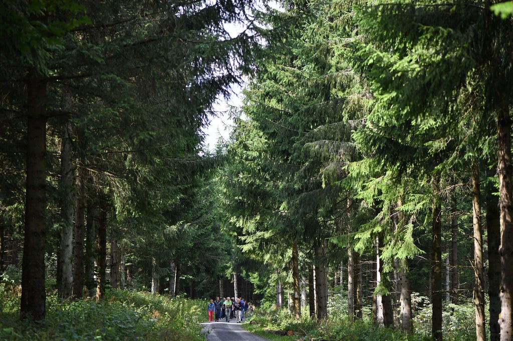 Eine Gruppe wandert durch den Wald im Unesco-Biosphärenreservat Rhön.