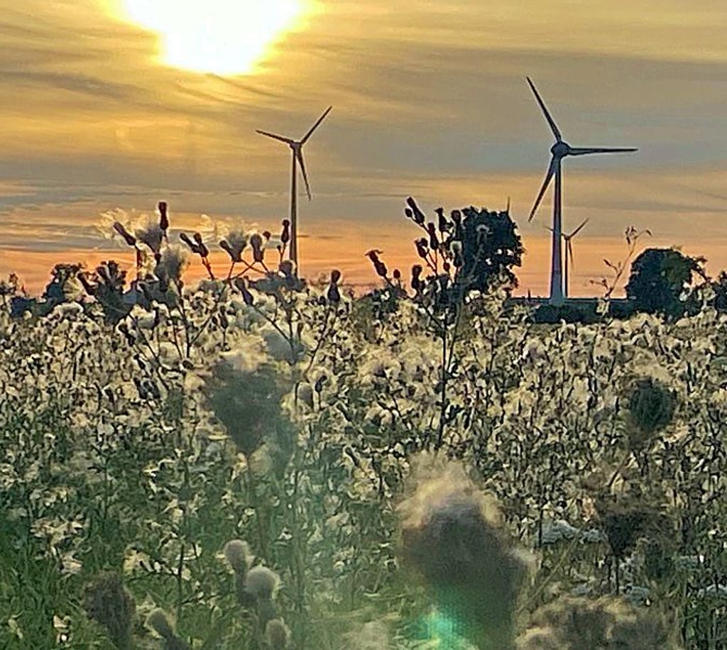Über die Flur bietet sich auf dem Rückweg dieser Blick auf die Windräder in Magdeburg.