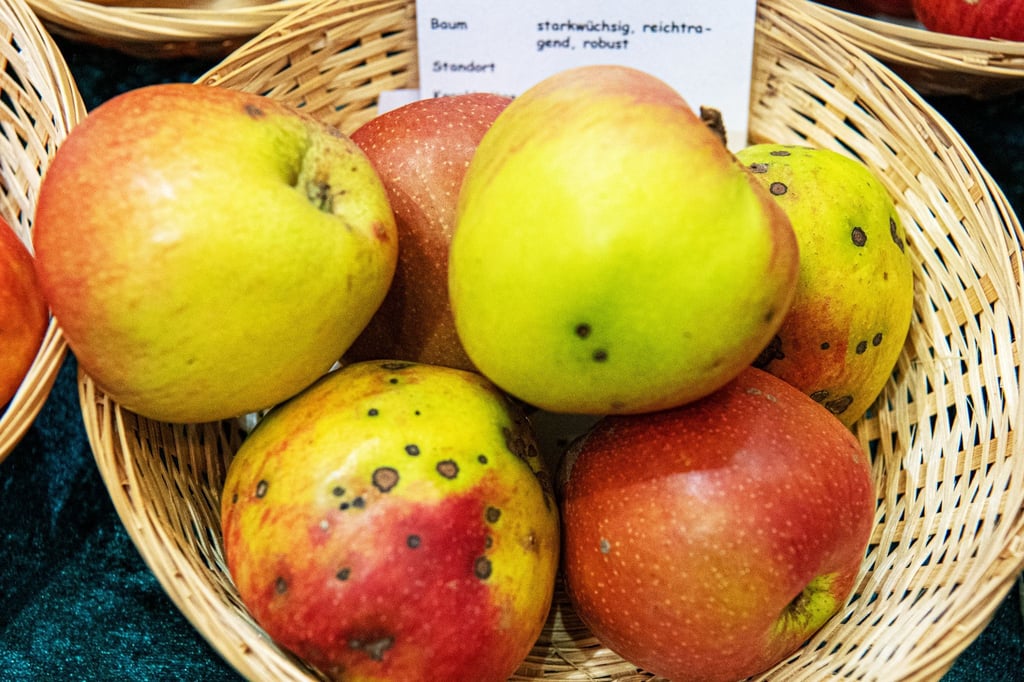 Sieht der Apfel pickelig aus, handelt es sich um Apfelschorf. Die Sorte Extertaler ist anfällig dafür. Wegwischen lassen sich die Flecken nicht.
