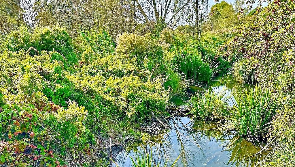 Auf der Radtour durch den Grünzug im Technologiepark Ostfalen kann man an mehreren Stellen die Kleine Sülze überqueren. Aufgestautes Wasser, Sumpfvegetation, aber auch Informationstafeln weisen auf die Aktivitäten eines Bibers hin.