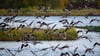 Gänse brechen von einem See im Drömling auf.