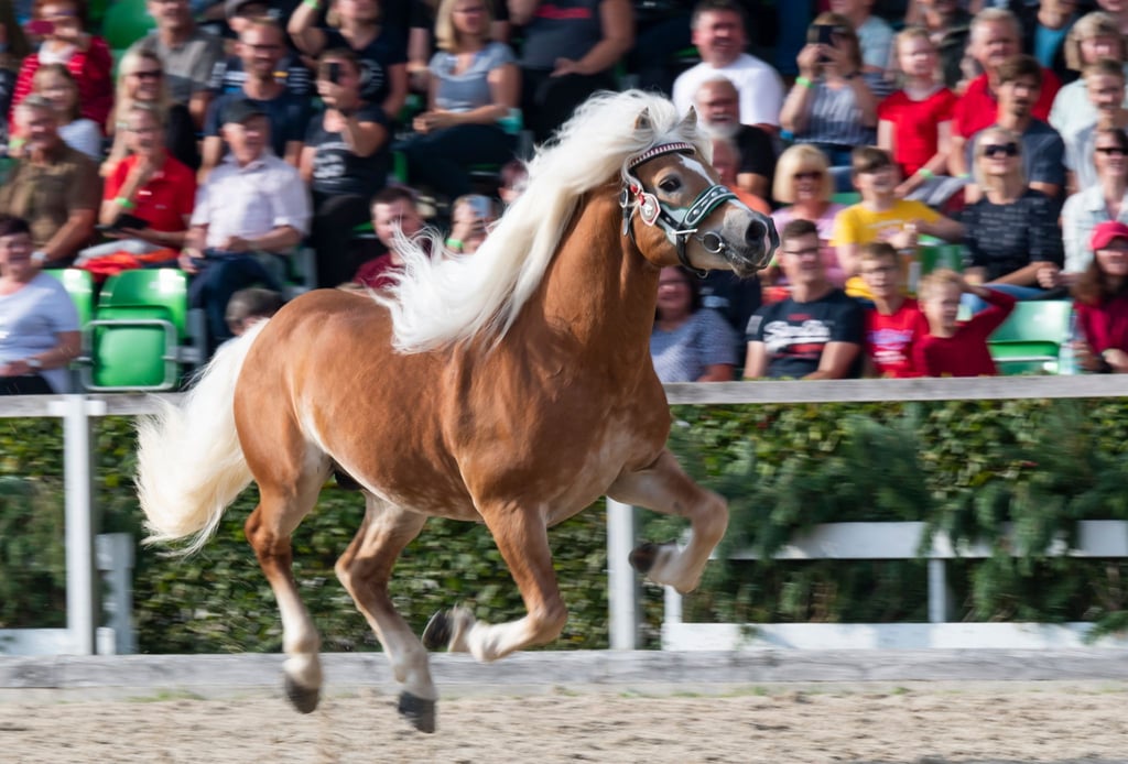 Ein Haflingerhengst tobt beim freien Laufen durch die Arena.