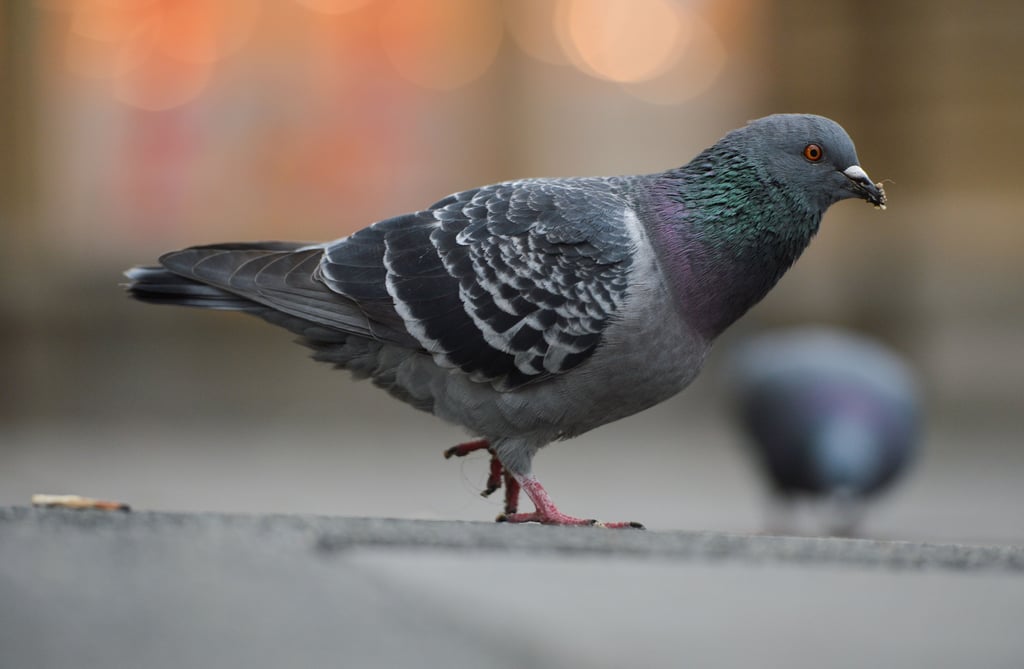 Eine Taube auf Futtersuche. Im Magdeburger Stadtzentrum gibt es vermehrt Probleme in erster Linie mit den Hinterlassenschaften der Tiere.