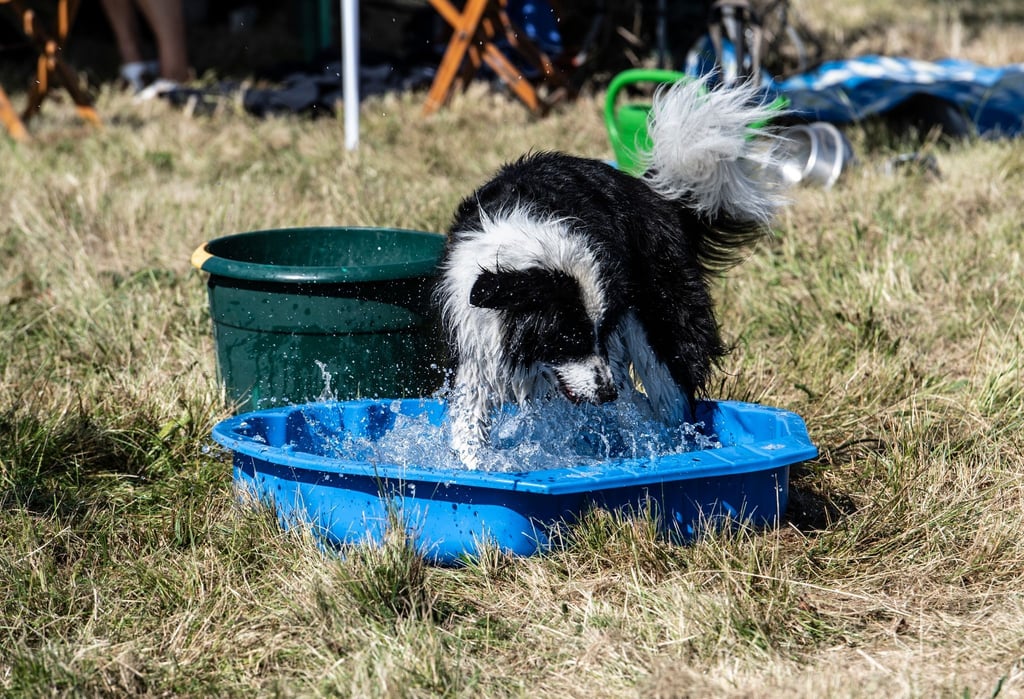 Dieser Hund erfrischt sich beim Tag der offenen Tür im Tierheim Berlin mit Wasser.