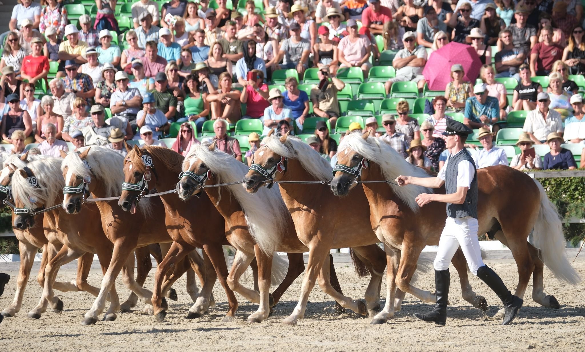 Tiere: Traumwetter Und Andrang Beim Moritzburger Hengstparaden