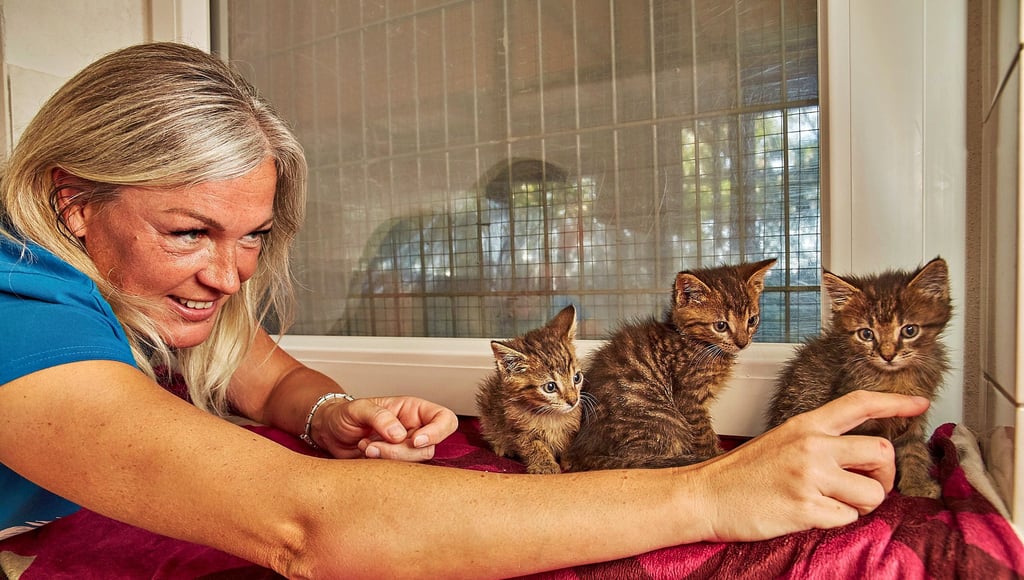 Rasa Zacharias präsentiert drei der aktuell 20 Kitten im Tierheim Plömnitz. Die Jungtiere wurden in einer Plastiktüte ausgesetzt.