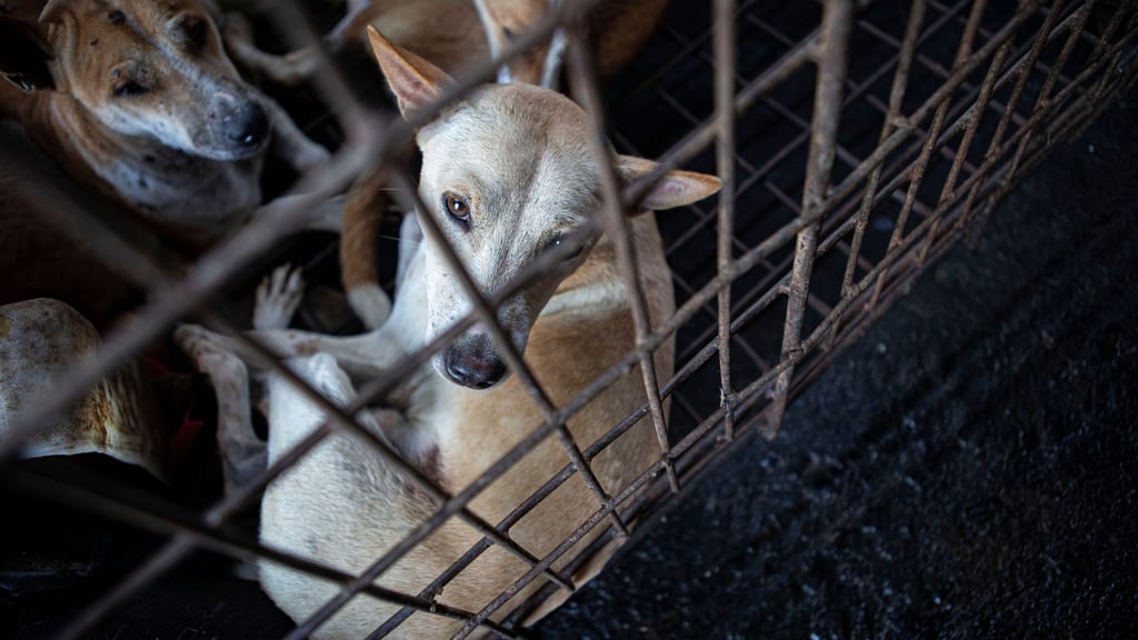Indonesia mengambil sikap melawan kekejaman terhadap hewan
