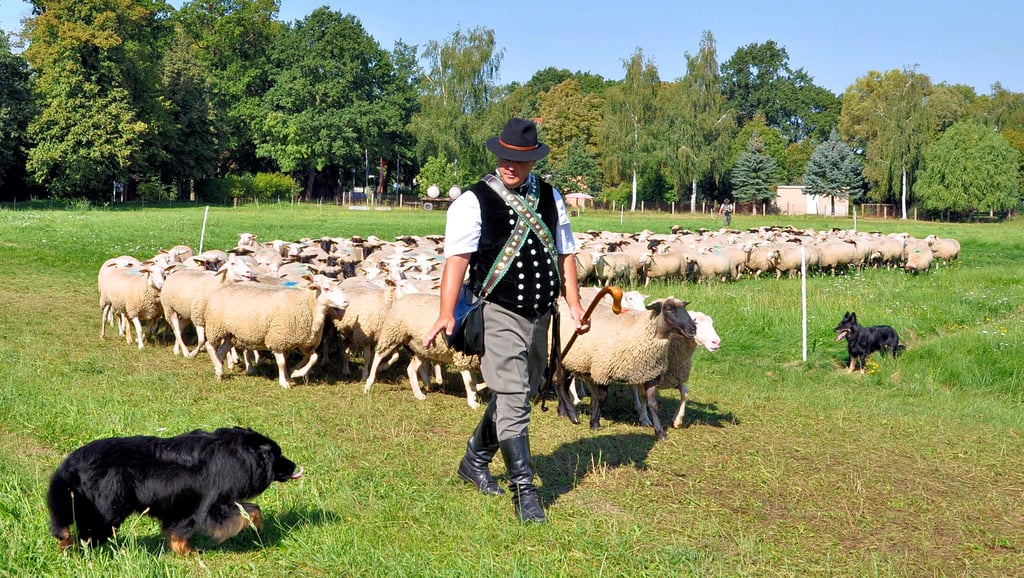 Zu den vier Teilnehmern des Landesleistungshütens in Iden zählte auch Peter Stolberg.
