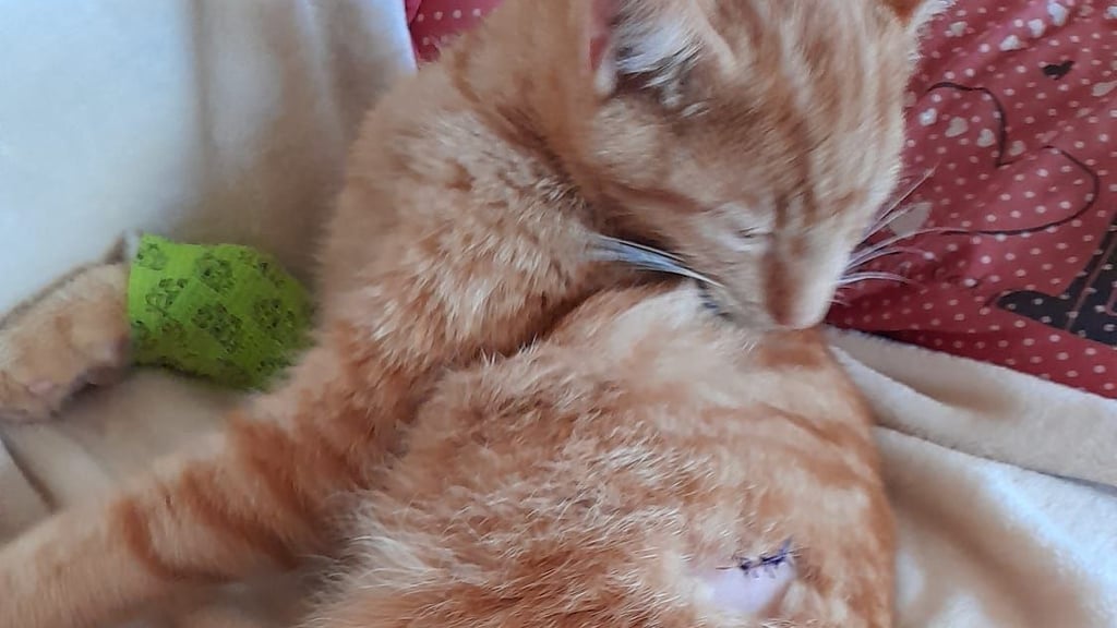 Der junge Kater namens "Merkur" wurde in Tangerhütte von einem Luftgewehrgeschoss schwer verletzt.