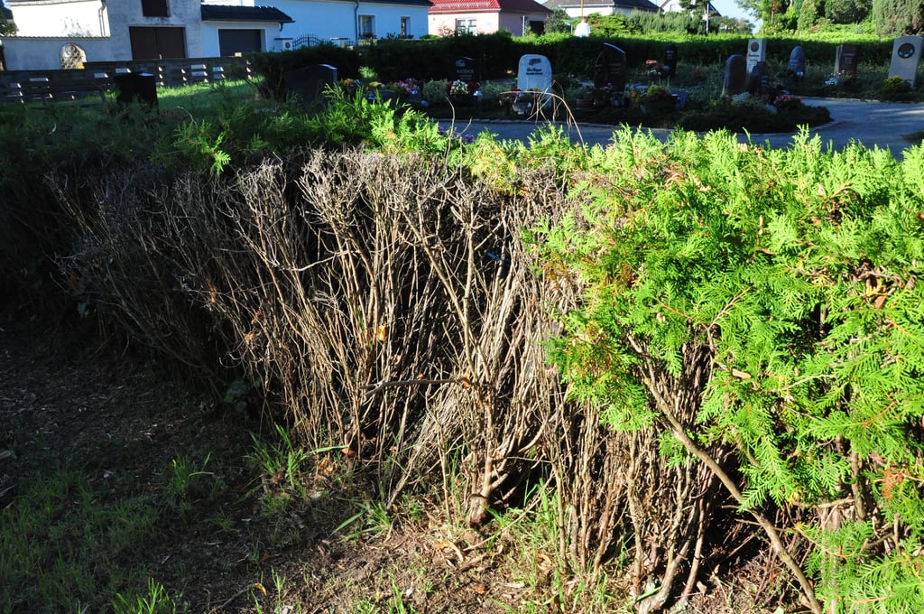 Stadtrat vergibt ersten Auftrag Friedhof Kalbe Eigener Gärtner oder