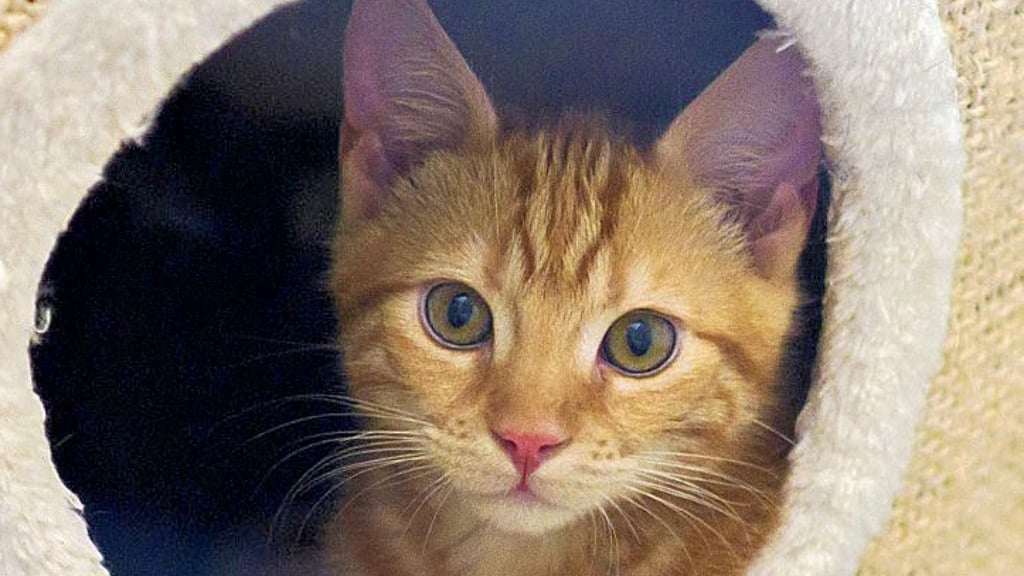 Eine Streunerkatze blickt bei der Katzenhilfe Hannover aus einer Öffnung im Katzenbaum.